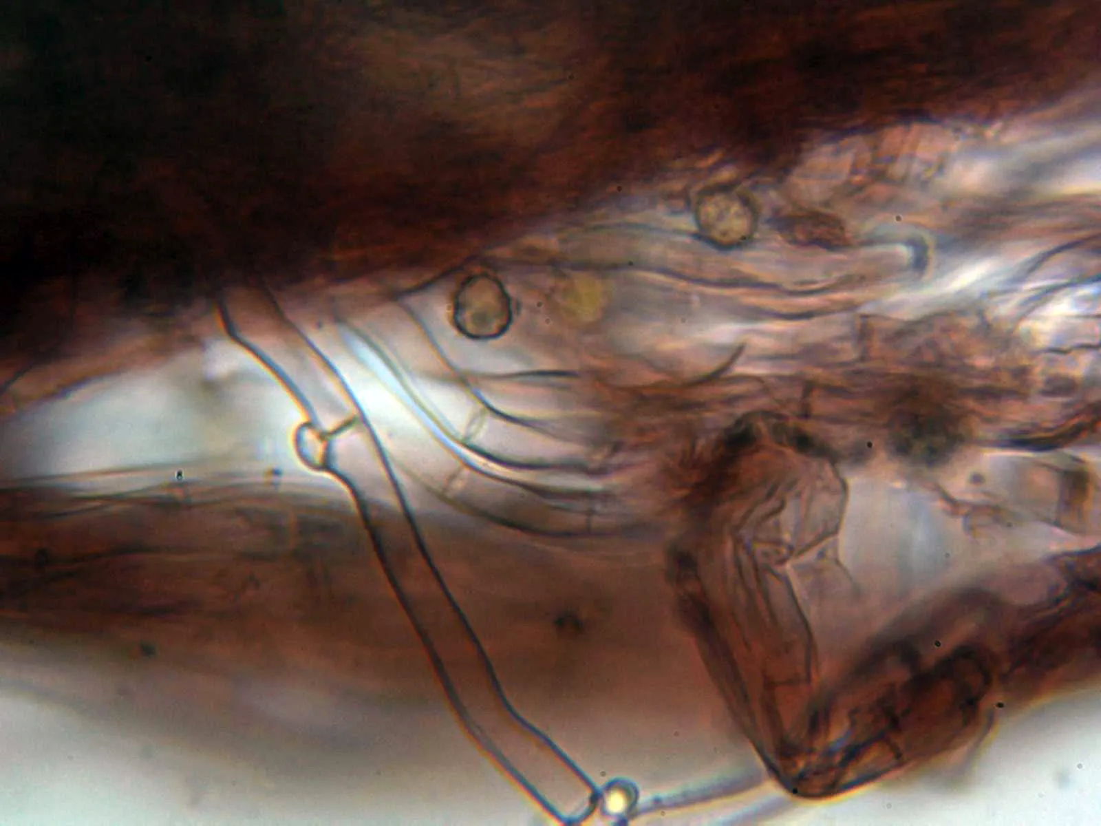 Microscopía de Thelephora caryophyllea - 12 - Hifas cutícula